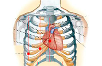 curso Revisão de Anatomia Exame Físico - Revisão de Anatomia