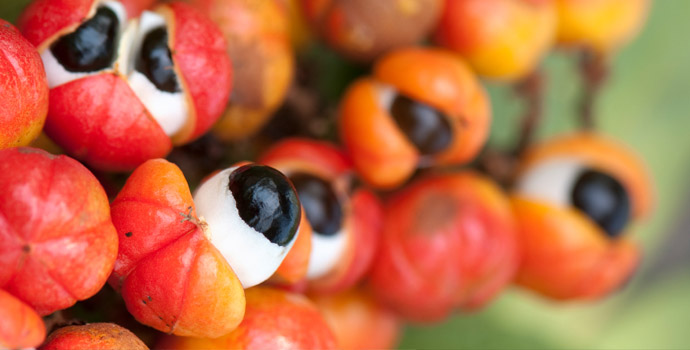 Guaraná melhora cansaço provocado pela quimioterapia