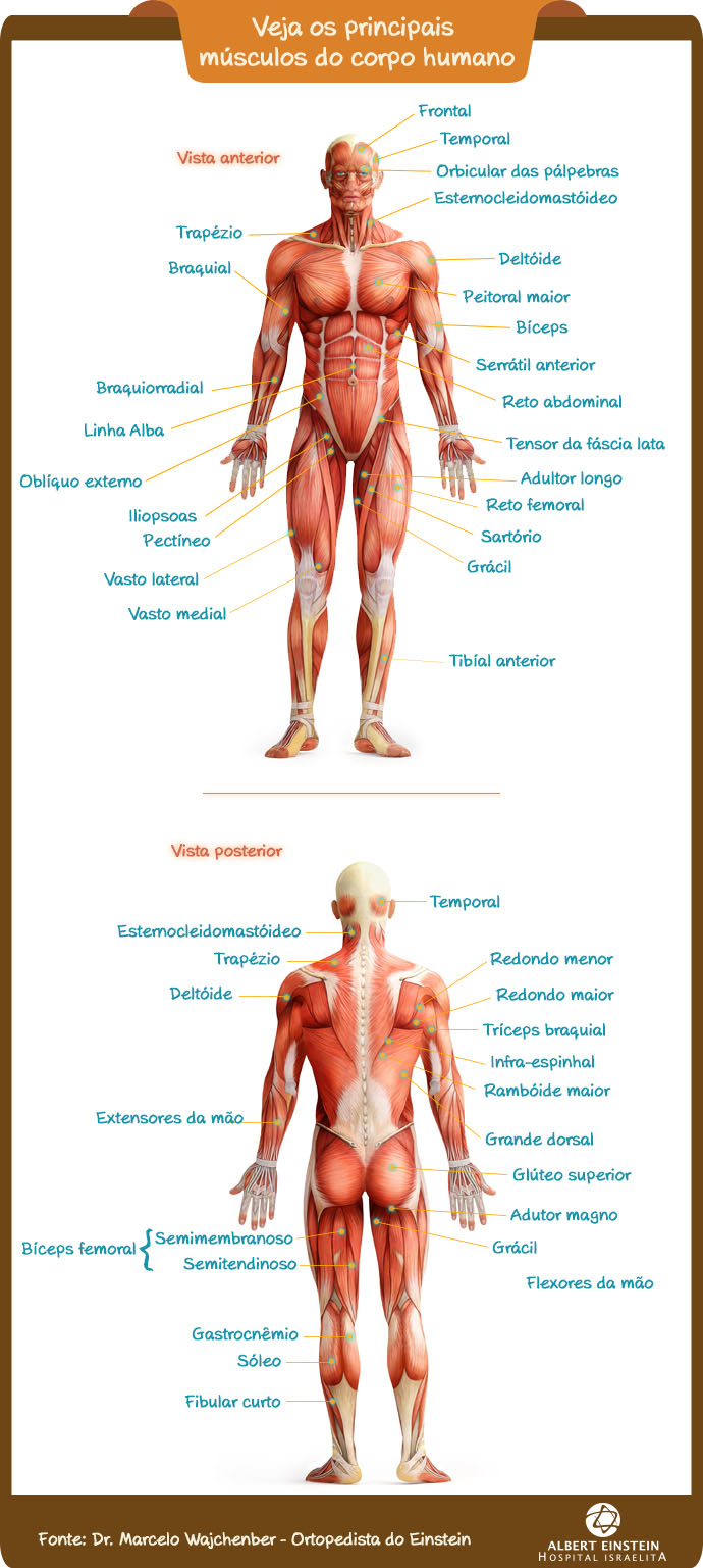 Musculos do corpo humano