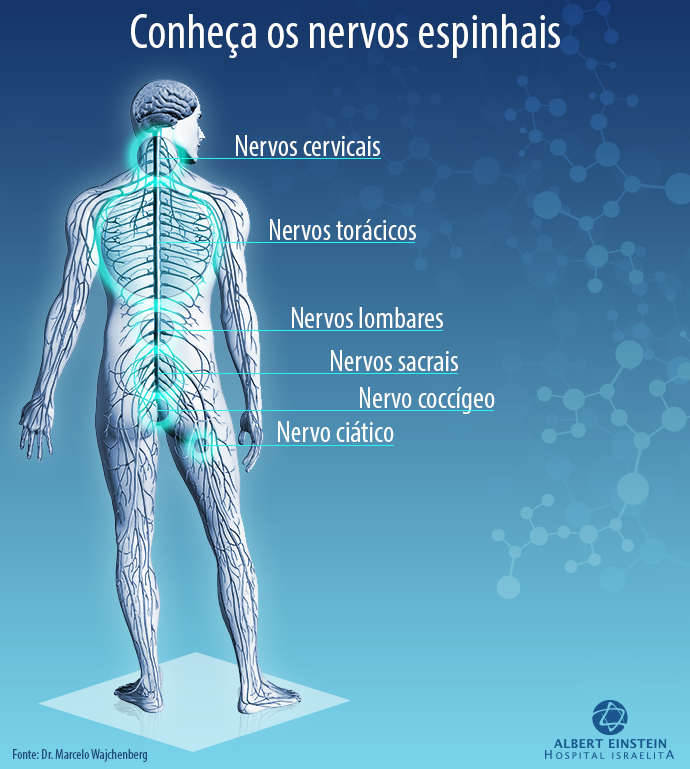 Infográfico sobre os nervos do corpo humano