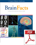 Livro Brain Facts