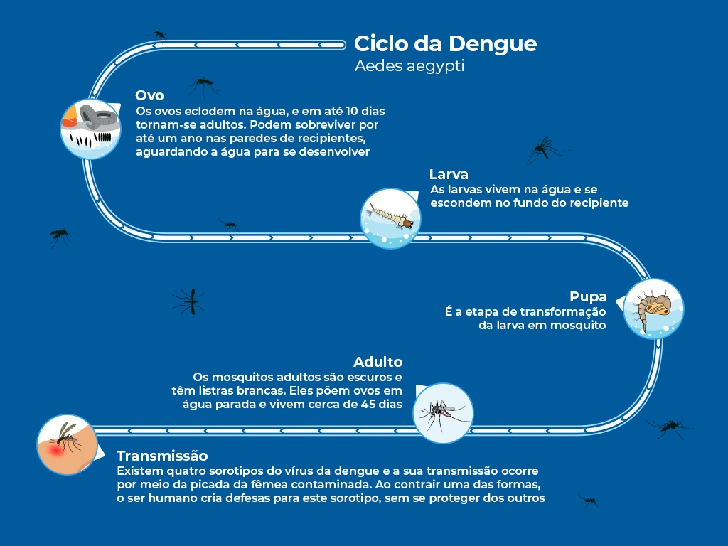 Infográfico explicativo do ciclo de vida do mosquito da dengue