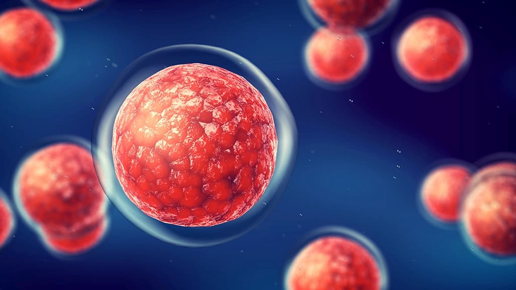 Imagem de células-tronco usadas no transplante de medula óssea para tratar doenças como leucemia e mieloma múltiplo. A imagem mostra várias células-tronco com textura avermelhada em um fundo azul-escuro