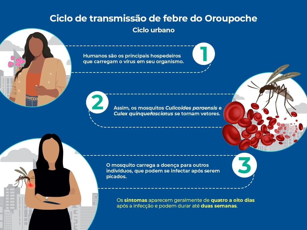 O infográfico mostra como acontece a infecção da febre Oropouche com humanos como hospedeiro. O mosquito, conhecido como maruim, carrega a doença para outros indivíduos, após picar uma pessoa infectada. Os sintomas podem durar até duas semanas.