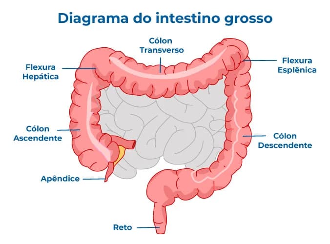 Diagrama do intestino grosso com cólon, reto e apêndice, útil para estudar anatomia, função digestiva e localização de doenças como o câncer colorretal no sistema digestivo humano