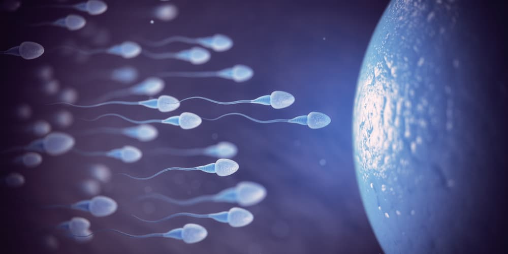 Sperm,And,Egg,Cell,On,Microscope.,Scientific,Background.,3d,Illustration