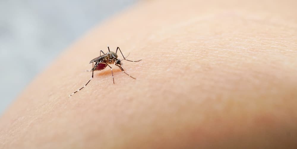 Mosquito,Sucking,Blood,On,Human,Skin,Cause,Sick,,Malaria,dengue,chikungunya,mayaro,Fever,dangerous