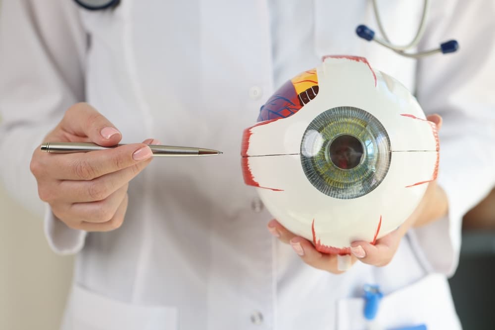 Ophthalmologist,Doctor,Holds,Part,Of,Anatomical,Model,Of,Eye.,Surgical