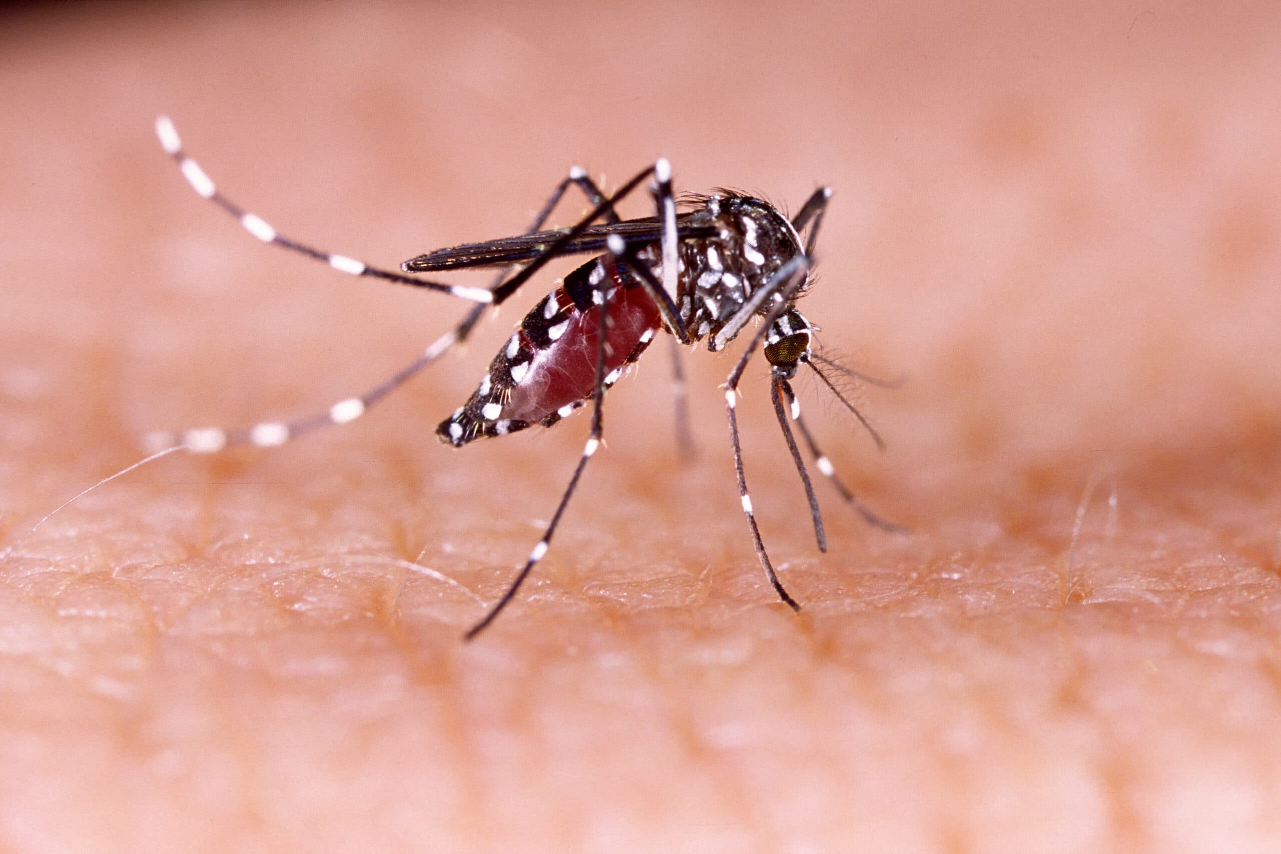 Zica,Virus,Aedes,Aegypti,Mosquito,On,Human,Skin,-,Dengue,