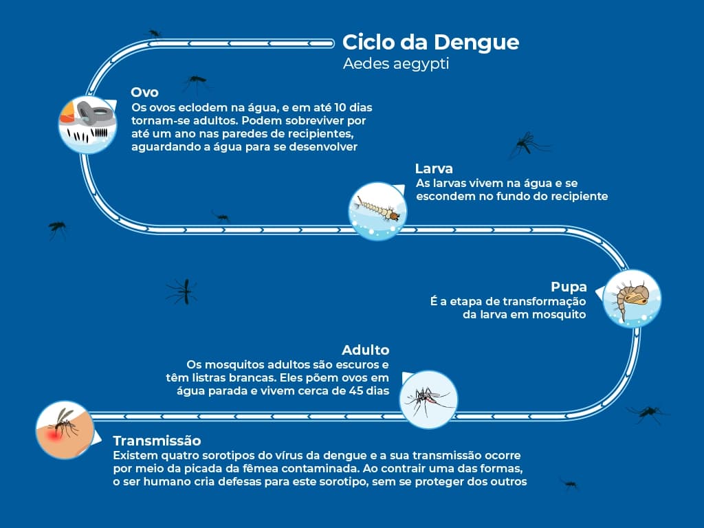 Infográfico explicativo do ciclo de vida do mosquito da dengue Infográfico explicativo do ciclo de vida do mosquito da dengue
