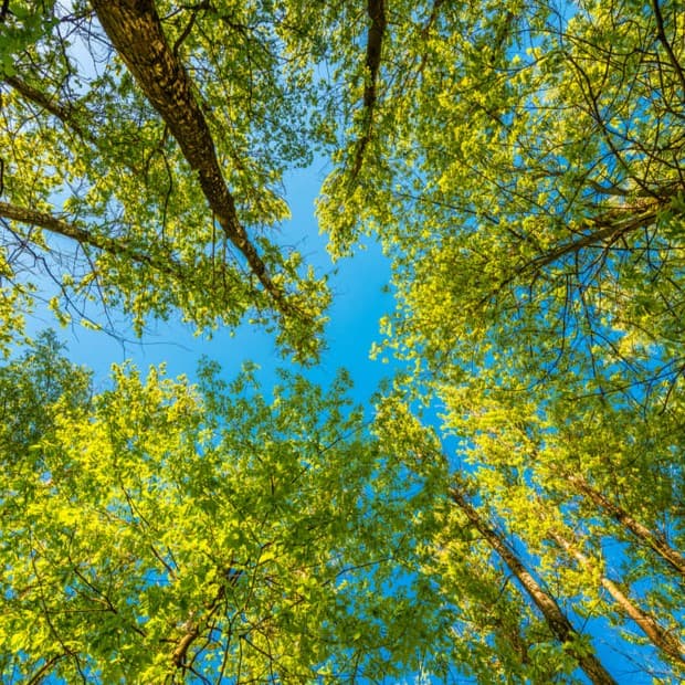 Vista de árvores altas com copas verdes, simbolizando o compromisso do Einstein com práticas sustentáveis, destacadas no relatório de sustentabilidade, que promove responsabilidade ambiental e preservação do meio ambiente.