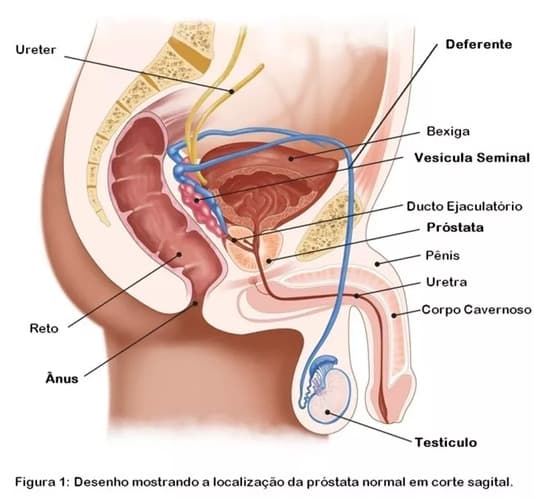 Figura 1: Desenho mostrando a localização da próstata normal em corte sagital Figura 1: Desenho mostrando a localização da próstata normal em corte sagital