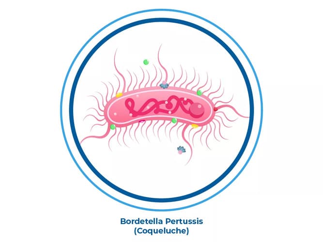 Ilustração da bactéria que causa a coqueluche, uma infecção respiratória contagiosa Ilustração da bactéria que causa a coqueluche, uma infecção respiratória contagiosa