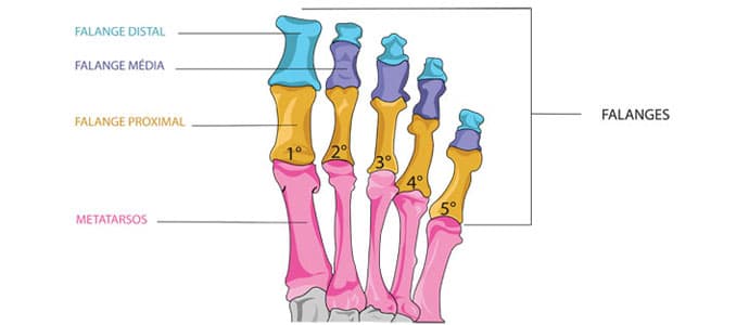 Ilustração do pé direito de uma pessoa adulta, com indicações dos metatarsos (cor rosa) e dos tipos de falanges: distal (cor azul), média (cor roxa) e proximal (cor amarela). Ilustração do pé direito de uma pessoa adulta, com indicações dos metatarsos (cor rosa) e dos tipos de falanges: distal (cor azul), média (cor roxa) e proximal (cor amarela).