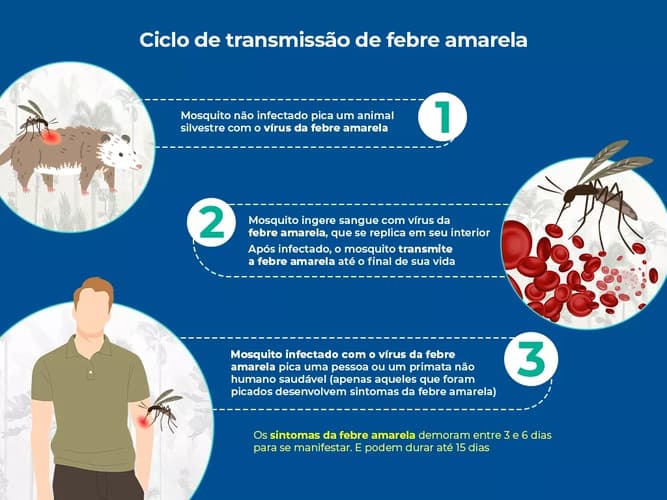 A imagem mostra o ciclo de transmissão da febre amarela. Ele é explicado em três etapas. O mosquito não infectado pica um animal silvestre infectado. Ao ingerir sangue com vírus, o mosquito é infectado pelo vírus da febre amarela. Na última fase, após picar uma pessoa ou primata saudável, o mosquito transmite a febre amarela. A imagem mostra o ciclo de transmissão da febre amarela. Ele é explicado em três etapas. O mosquito não infectado pica um animal silvestre infectado. Ao ingerir sangue com vírus, o mosquito é infectado pelo vírus da febre amarela. Na última fase, após picar uma pessoa ou primata saudável, o mosquito transmite a febre amarela.