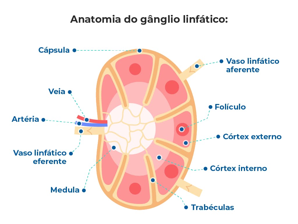 Ilustração da anatomia do gânglio linfático que destaca suas principais estruturas: cápsula, vasos linfáticos aferente e eferente, veia, artéria, medula, trabéculas, córtex externo e interno, além do folículo. Ilustração da anatomia do gânglio linfático que destaca suas principais estruturas: cápsula, vasos linfáticos aferente e eferente, veia, artéria, medula, trabéculas, córtex externo e interno, além do folículo.