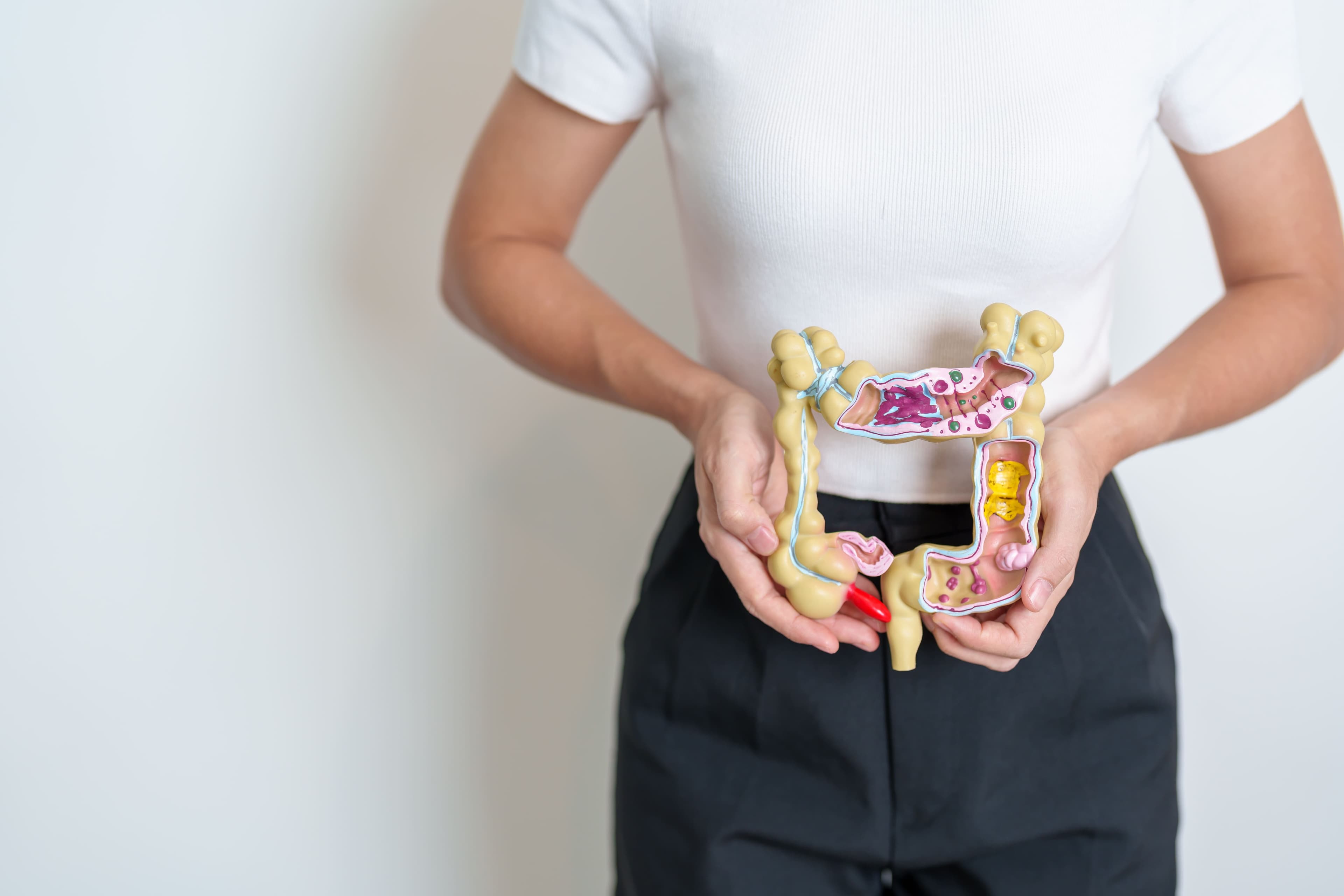 Modelo anatômico do sistema digestório humano: uma ferramenta educativa para entender o funcionamento do corpo e explicar sobre câncer colorretal