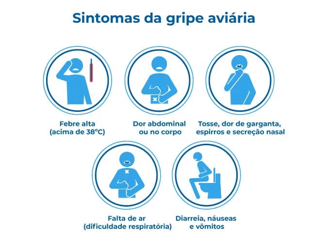 O infográfico mostra os sintomas comuns gripe aviária, como diarreia, dor de garganta, tosse seca, dor abdominal, febre alta e falta de ar. A infecção é causada pelo vírus influenza A e é geralmente contraída pelo contato com aves doentes O infográfico mostra os sintomas comuns gripe aviária, como diarreia, dor de garganta, tosse seca, dor abdominal, febre alta e falta de ar. A infecção é causada pelo vírus influenza A e é geralmente contraída pelo contato com aves doentes