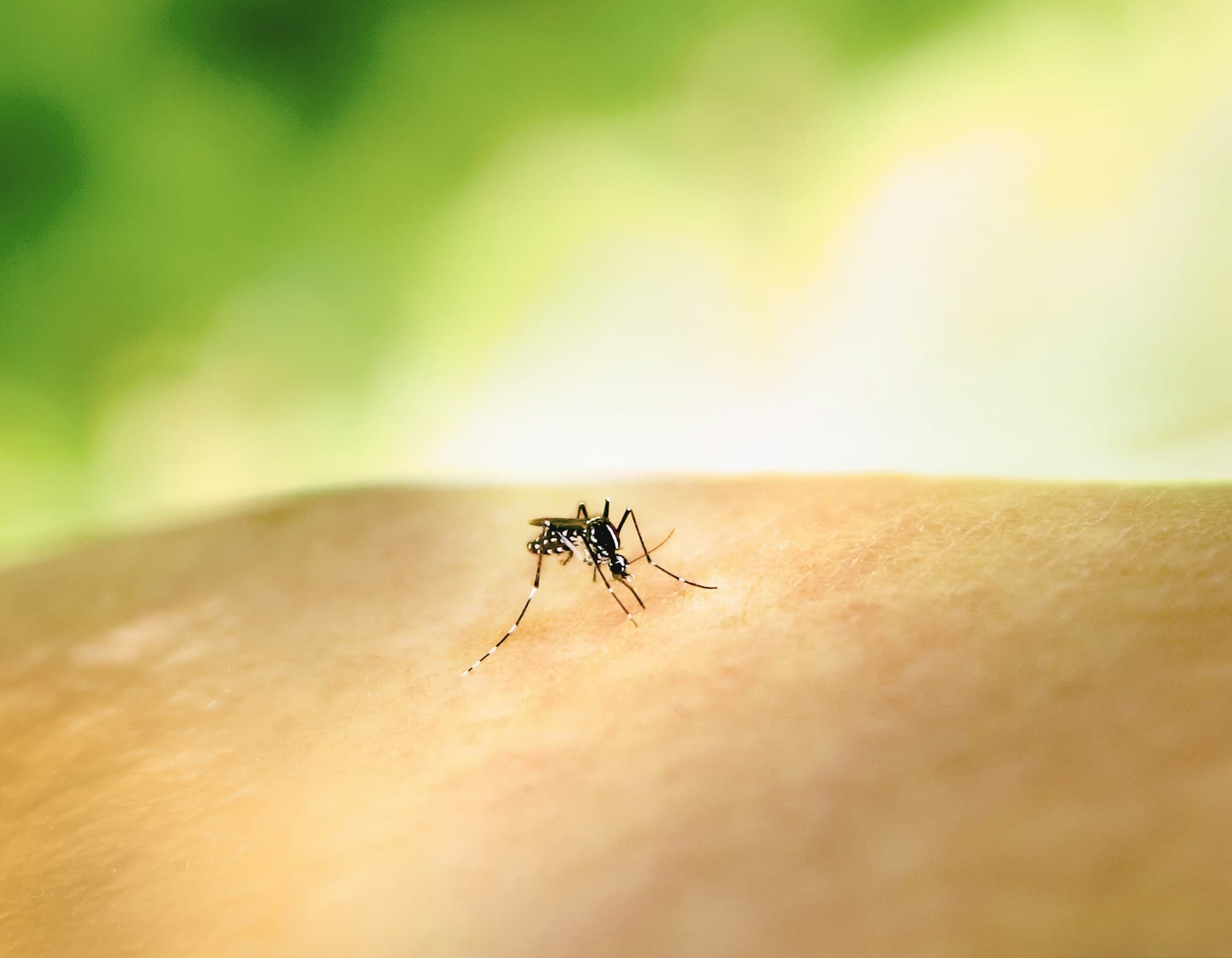 O mosquito Aedes aegypti, transmissor da dengue, está na pele de uma pessoa no momento da picada.