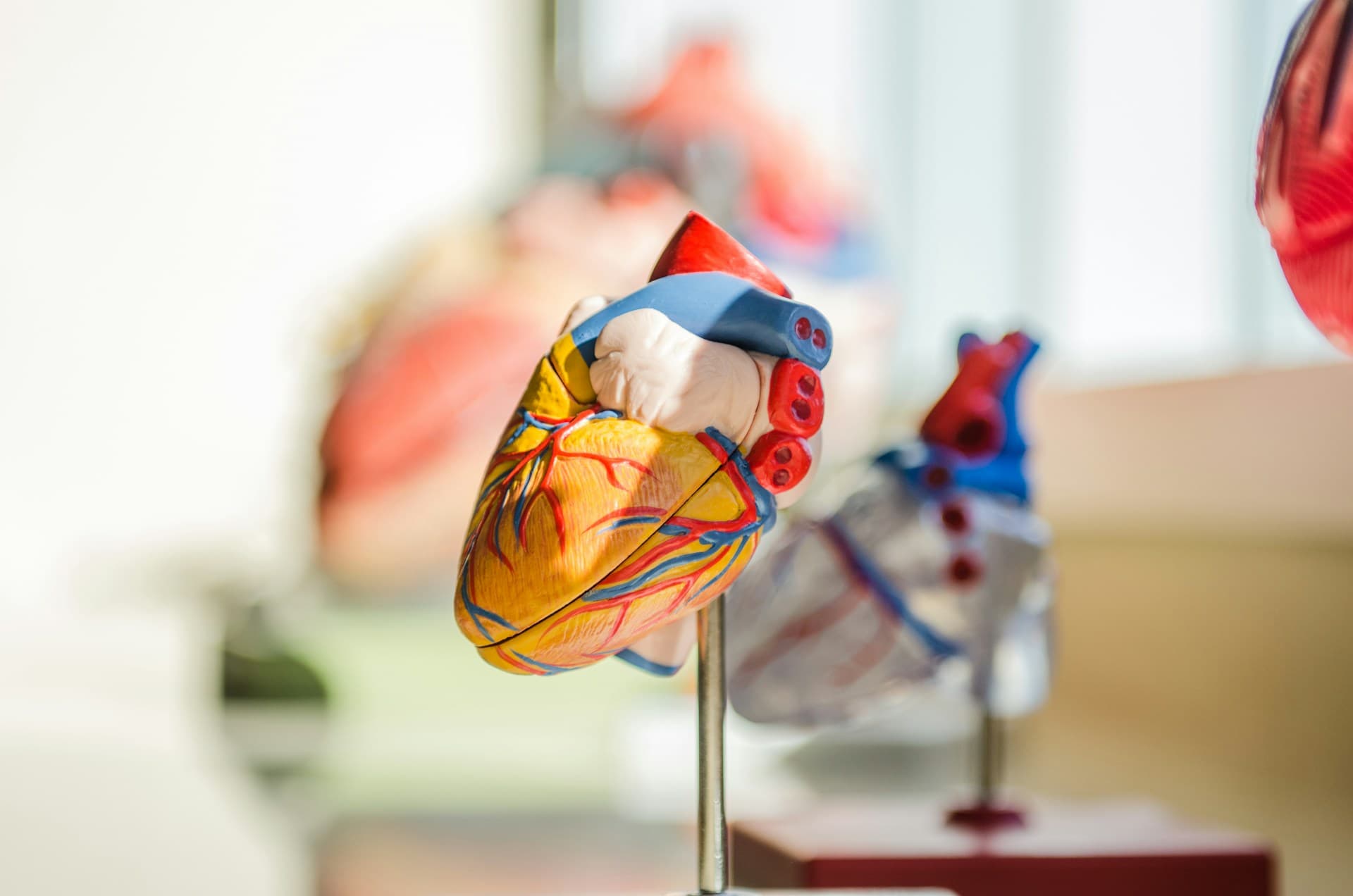 Representação do sistema cardiovascular através de uma maquete 3d do coração