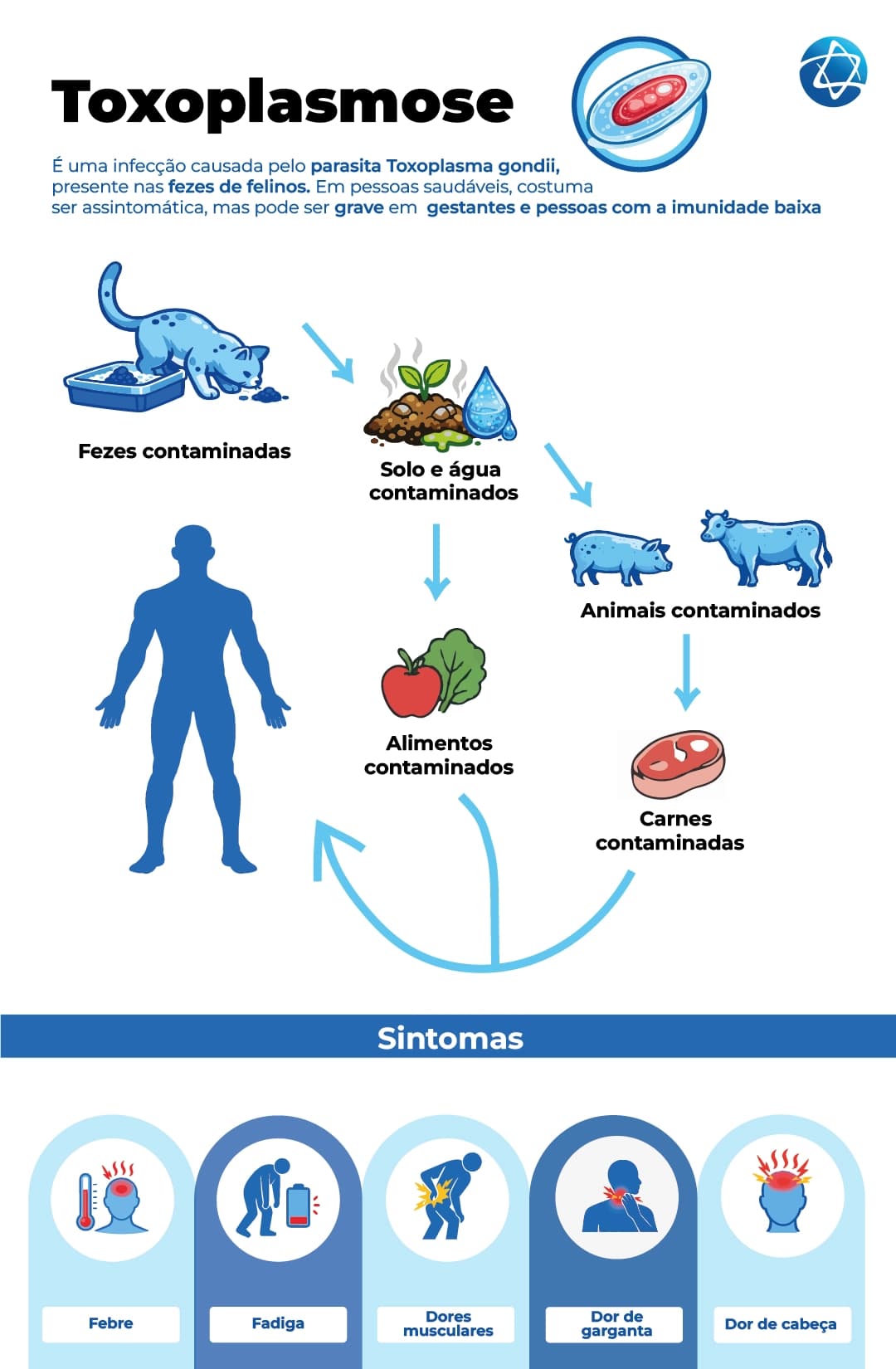 Toxoplasmose: Infográfico sobre o ciclo de transmissão do parasita Toxoplasma gondii de felinos ao homem via alimentos/água e seus principais sintomas. Toxoplasmose: Infográfico sobre o ciclo de transmissão do parasita Toxoplasma gondii de felinos ao homem via alimentos/água e seus principais sintomas.