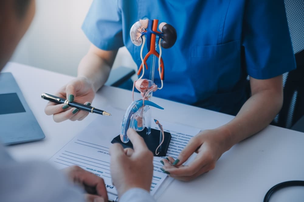 Um profissional médico apresentando para um paciente em um consultório um esquema 3d do sistema urinário.
