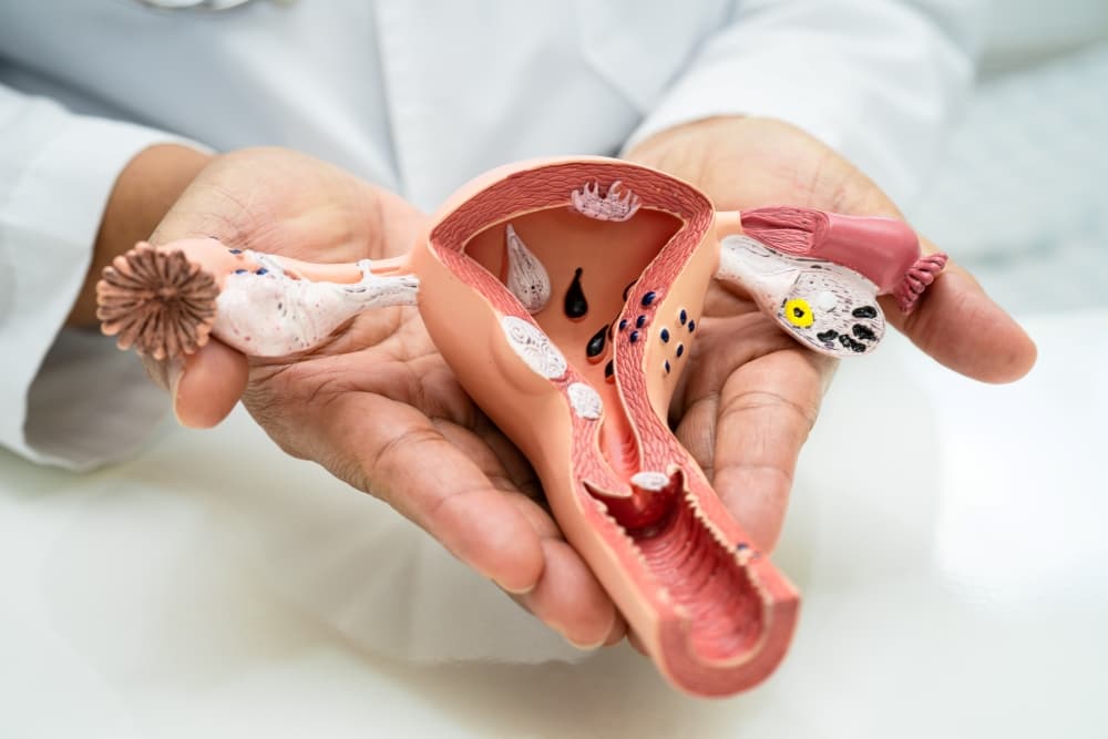 Modelo 3D do sistema reprodutor feminino sendo utilizado em ambiente ambulatorial em consultas médicas.
