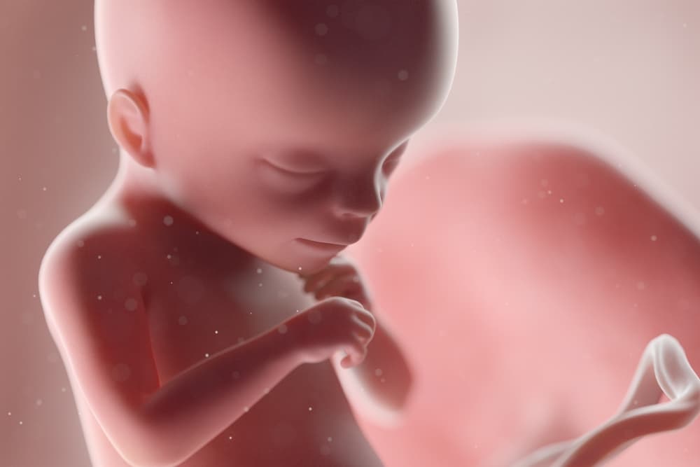Uma ilustração de um bebê de 18 semanas no útero