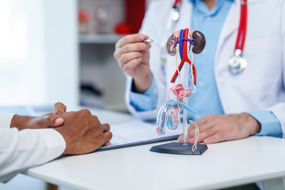 Um médico utilizando um modelo anatômico detalhado do sistema urinário e reprodutor masculino para explicar sobre a cirurgia de vasectomia