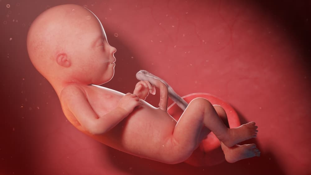 Bebê na 21ª semana de gestação