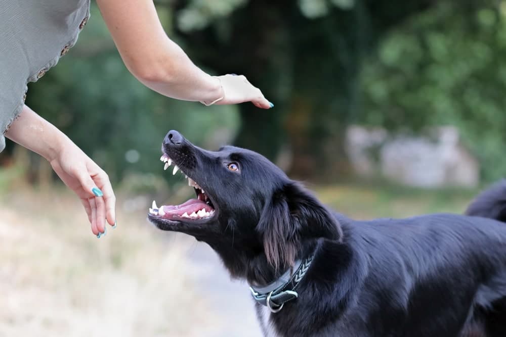 como-tratar-uma-mordida-de-cachorro