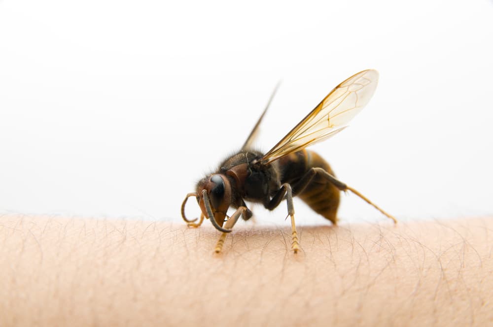 The,Wasp,Stop,On,Human,Skin