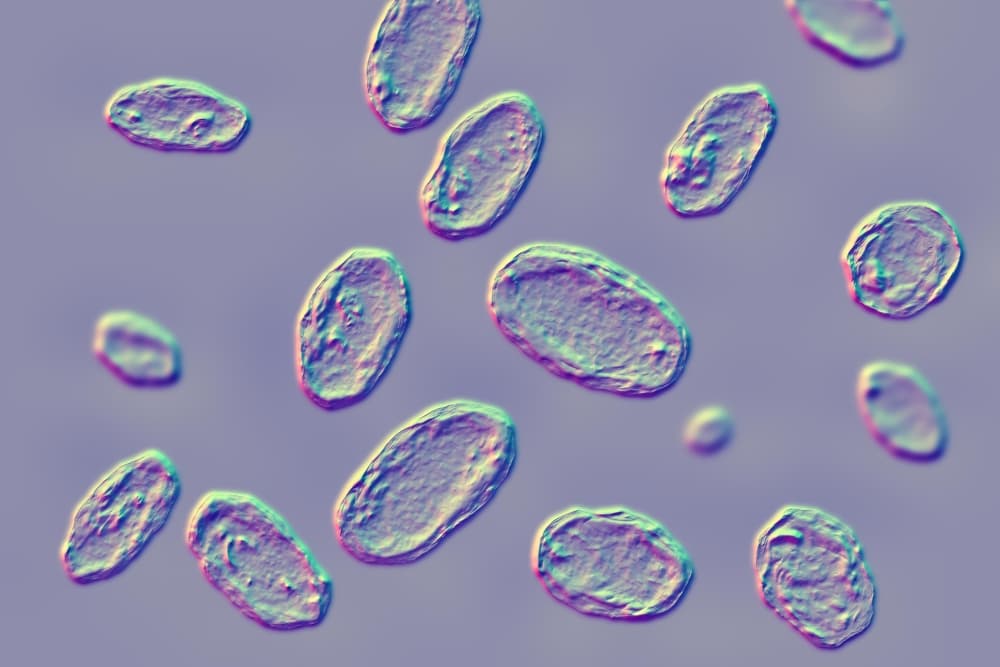 Yersinia,Enterocolitica,Bacteria,,3d,Illustration.,Gram-negative,Bacteria,Of,Enterobacteriaceae,Family,