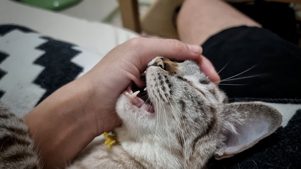 A,Cute,Cat,Playing,And,Biting,Human,Hand.