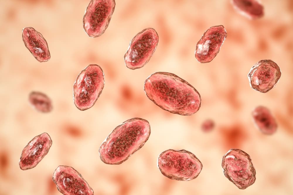 Yersinia,Enterocolitica,Bacteria,,3d,Illustration.,Gram-negative,Bacteria,Of,Enterobacteriaceae,Family,