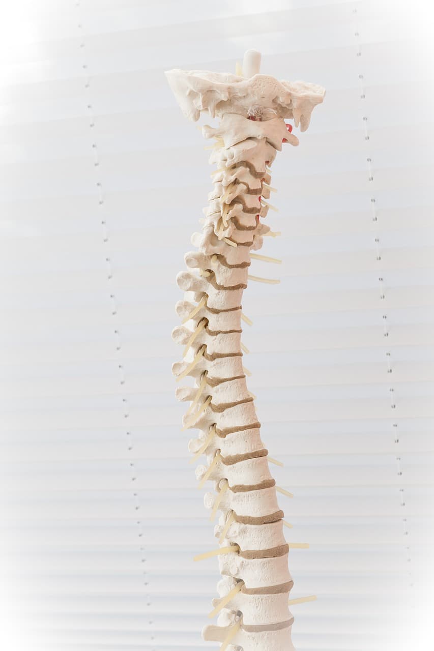 spine-2539697_1280