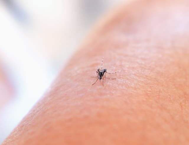 Como é a picada do mosquito da dengue? Conheça as possíveis reações ...